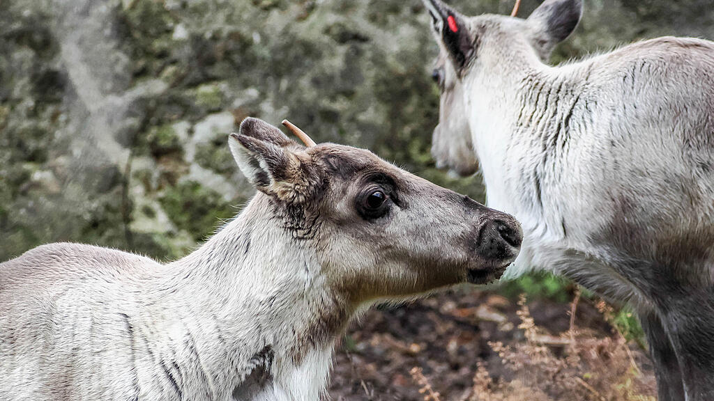 Waldrentiere Zoo Salzburg