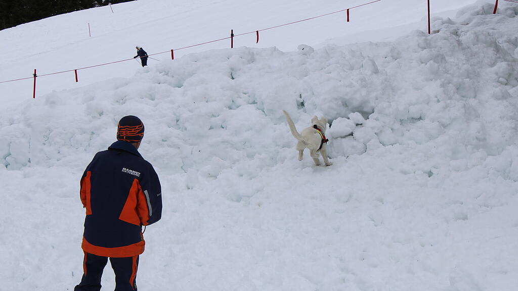 Lawinenhunde Bergrettung Training