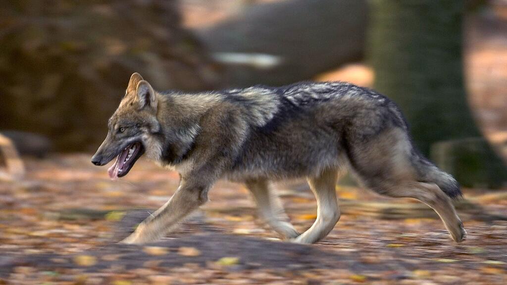 Der gleiche Wolf soll die Schafe in St. Gilgen gerissen haben.