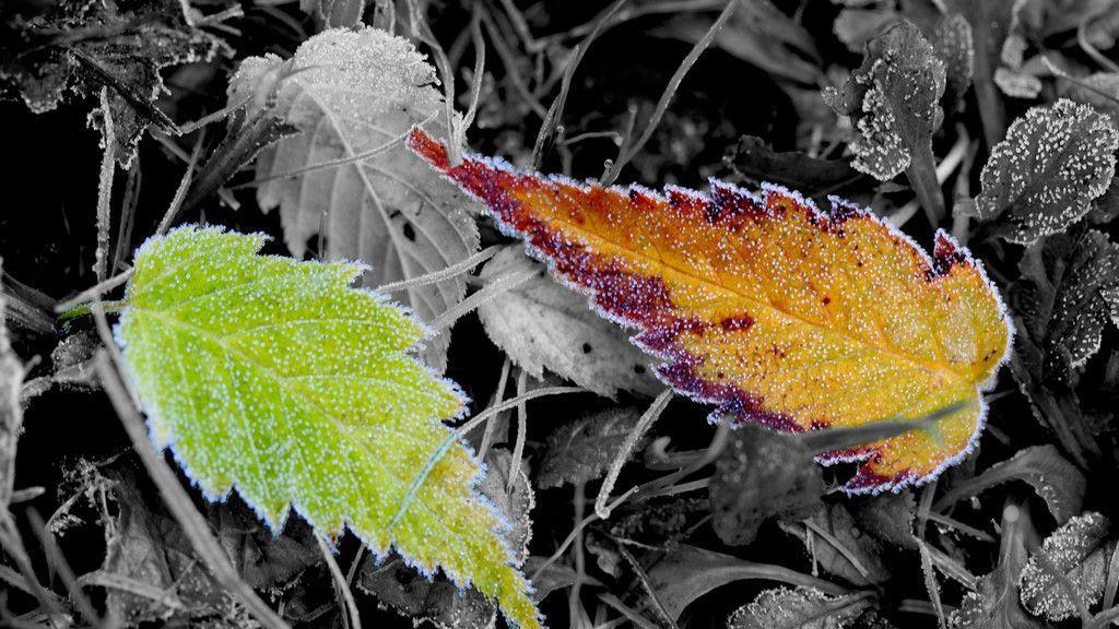 User-Bilder: Herbst in Salzburg