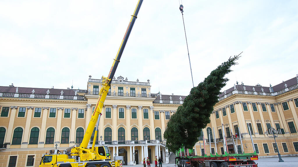 christbaum schönbrunn