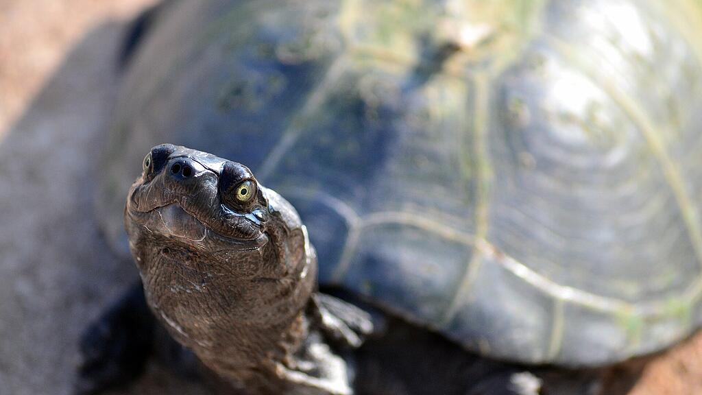 Schildkröte