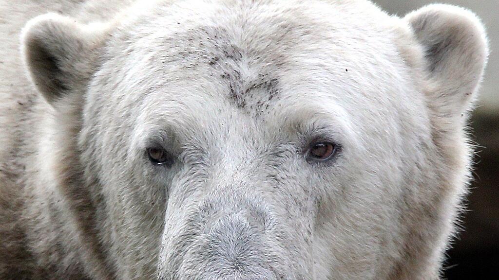 Der präparierte Knut ist ab kommendem Samstag im Berliner Naturkunde-Museeum zu sehen.