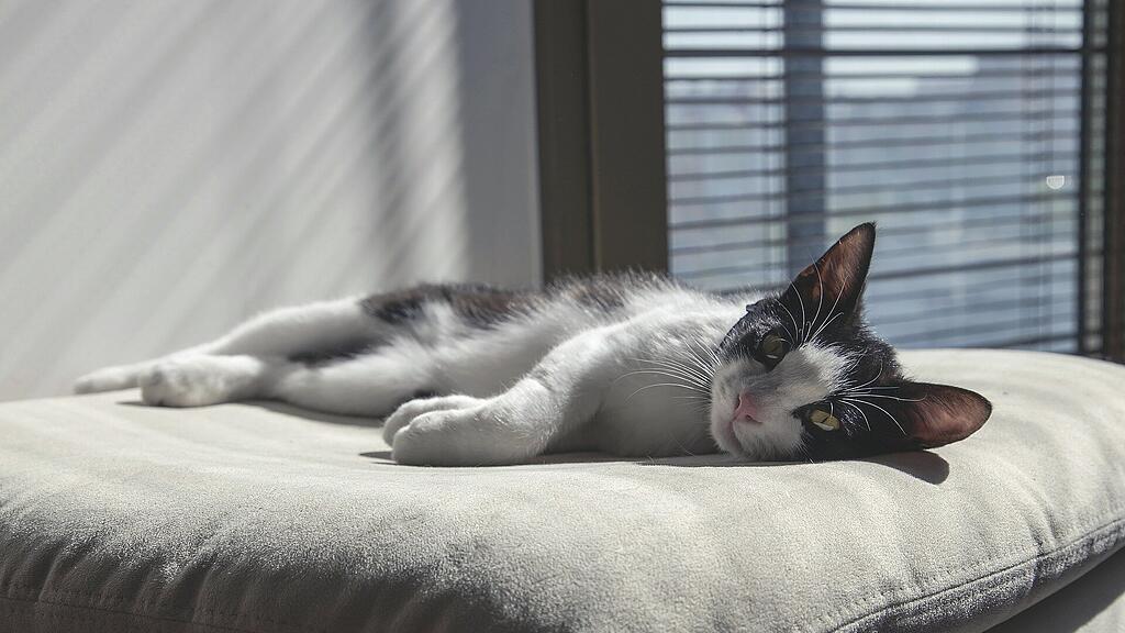 symb_katze