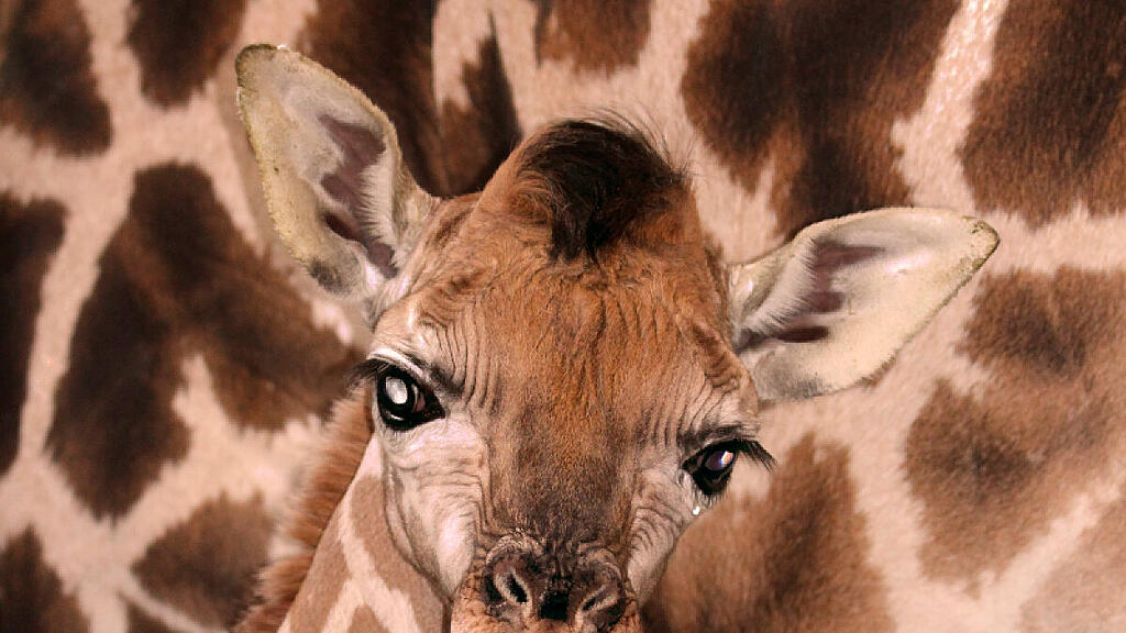 Giraffenbaby als Star