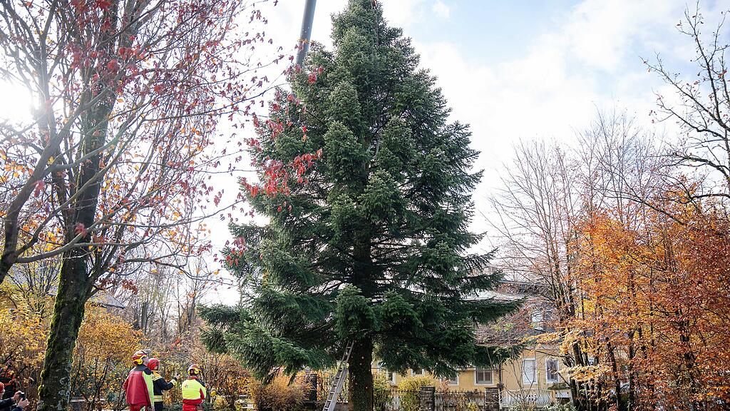 Christbaumernte in St. Jakob am Thurn