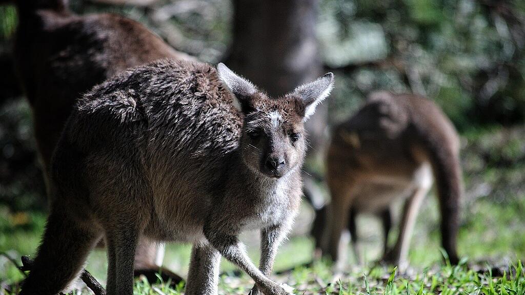 kangaroo-4361467_1280.jpg