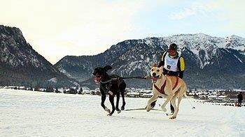 Hundeschlittenrennen in Inzell