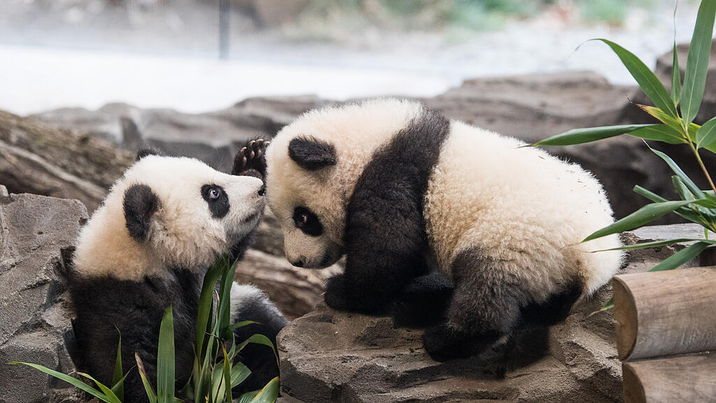 Panda-Zwillinge Paule und Pit