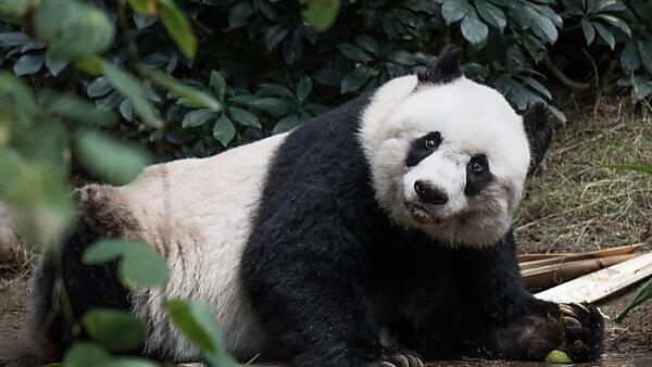 Jia Jia wurde in der Wildnis geboren
