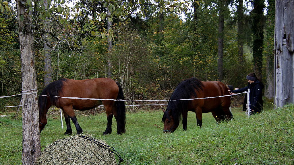 Rosserertag und Handwerksvorf\u00fchrungen