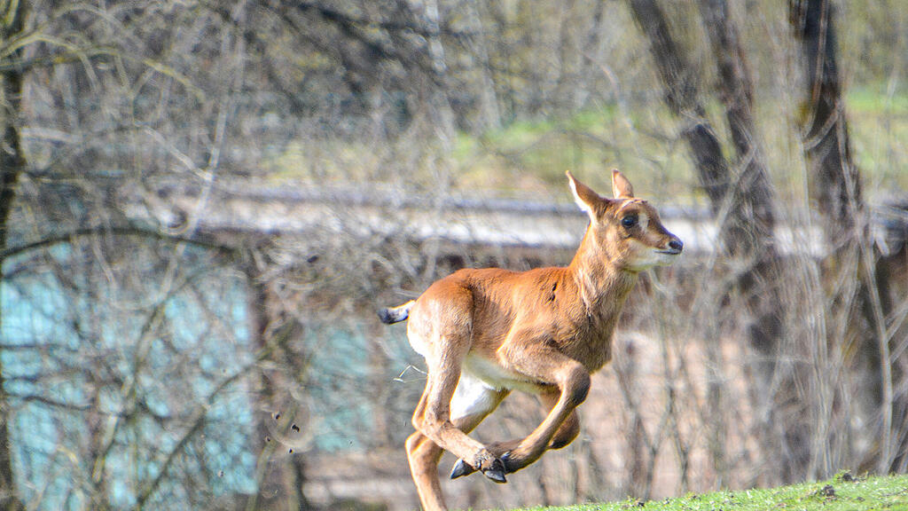 Rappenantilopen, Antilopen, Zoo Salzburg