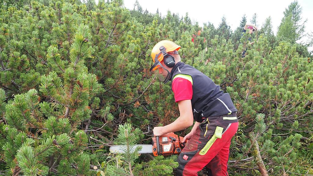Arbeiten für Rinderherde am Salzburger Untersberg