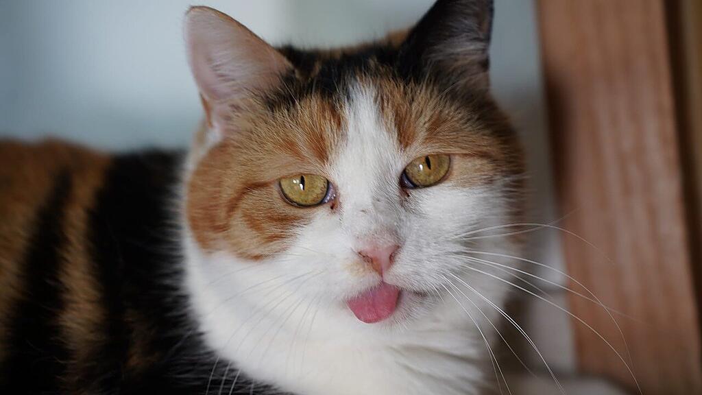 Weltkatzentag 2025