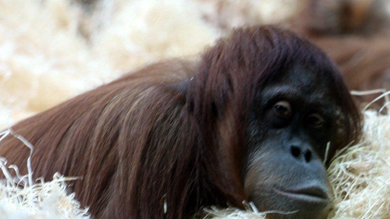 Frühling im Zoo München