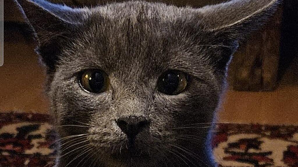 Weltkatzentag 2025