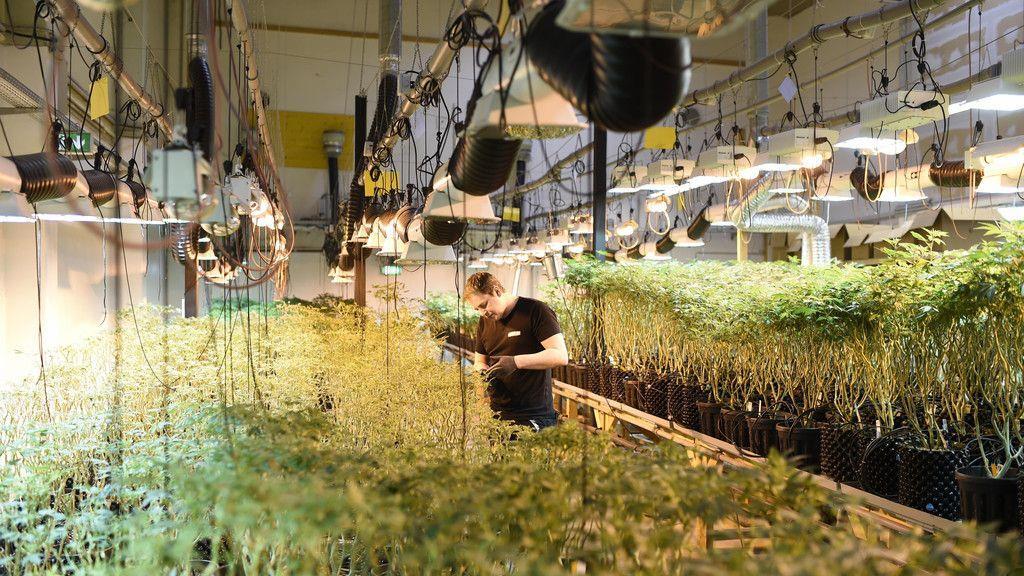 Cannabisaufzucht in Brunn am Gebrige