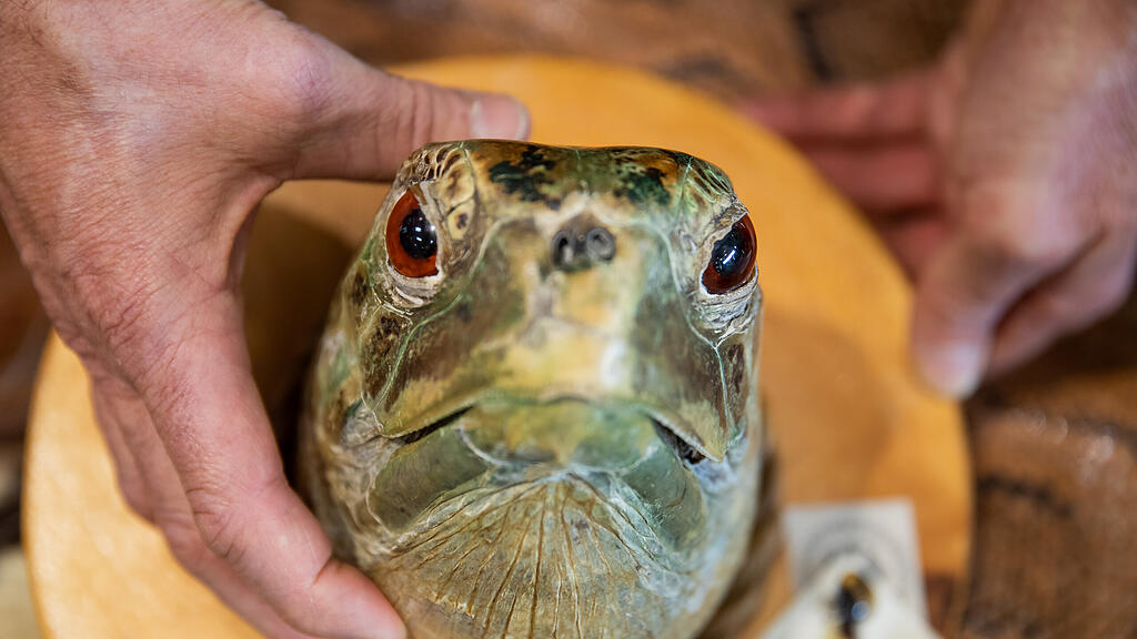 Schildkröte, Kopf, Frankfurt, Zoll