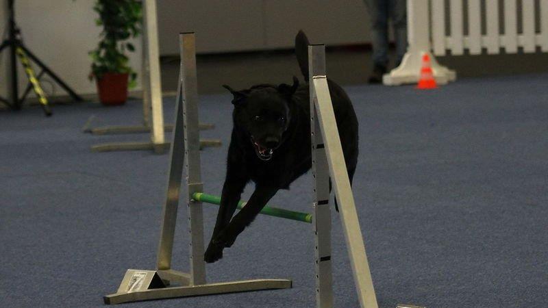 Festival der Hunde
