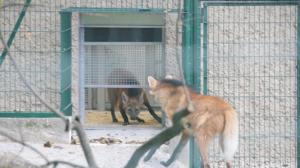Mähnenwolf-Pärchen Zoo Salzburg