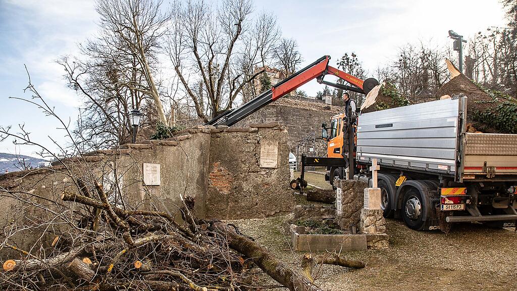 Ahorn-Baum bei Kirche Mülln gefällt