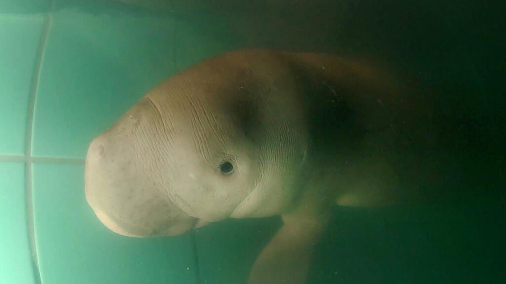 Dugong, Seekuh, Thailand, Mariam