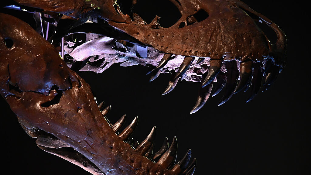 Stan, Dinosaurier, Versteigerung, New York