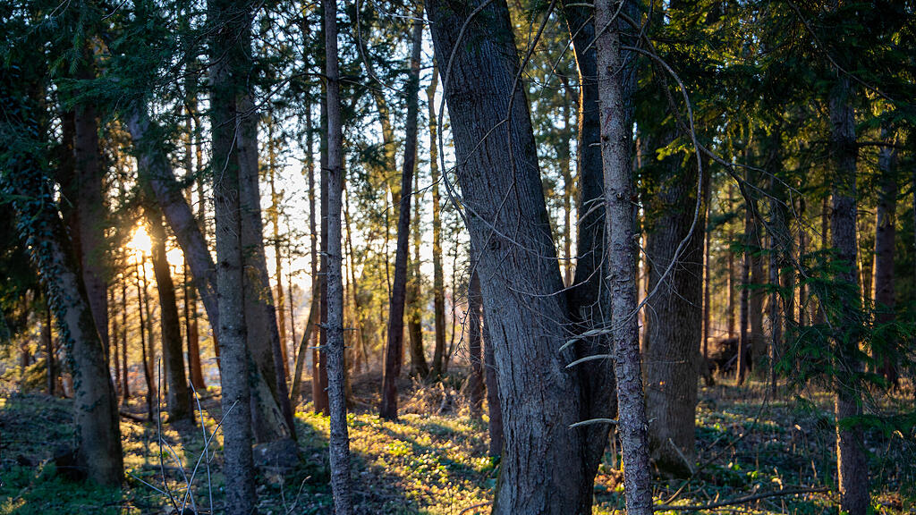 symb_Wald_Salzburg