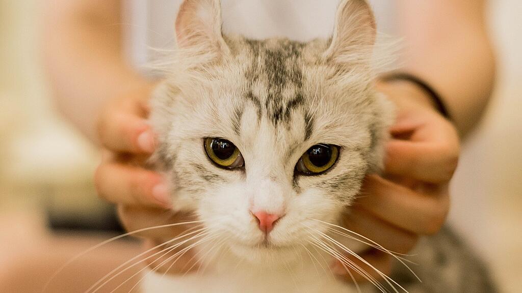 symb_katze