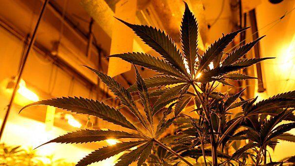Cannabis als Einstieg zur Sucht