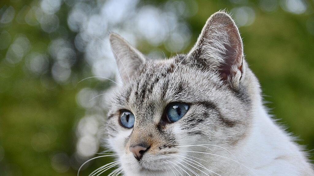 Katze