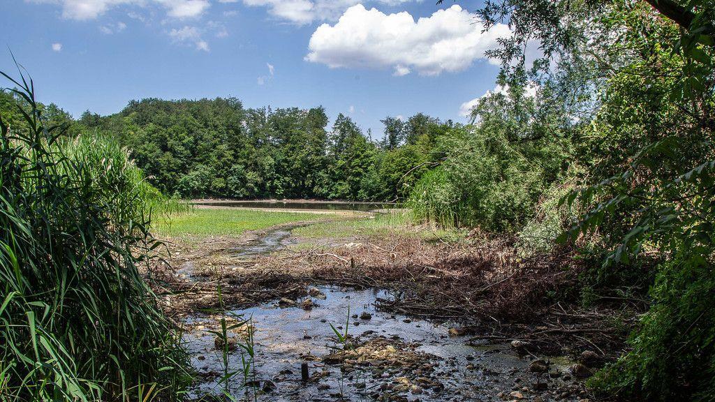 Verlandeter Weiher in St. Jakob am Thurn