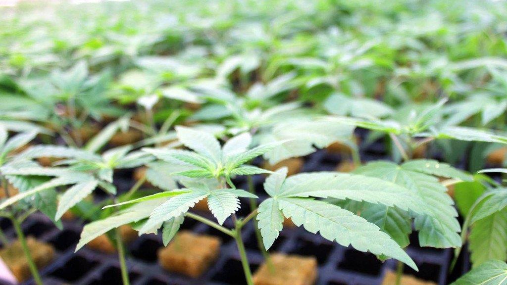 Cannabis-Projekt "Hanfgarten" knackt Crowdfunding-Rekord