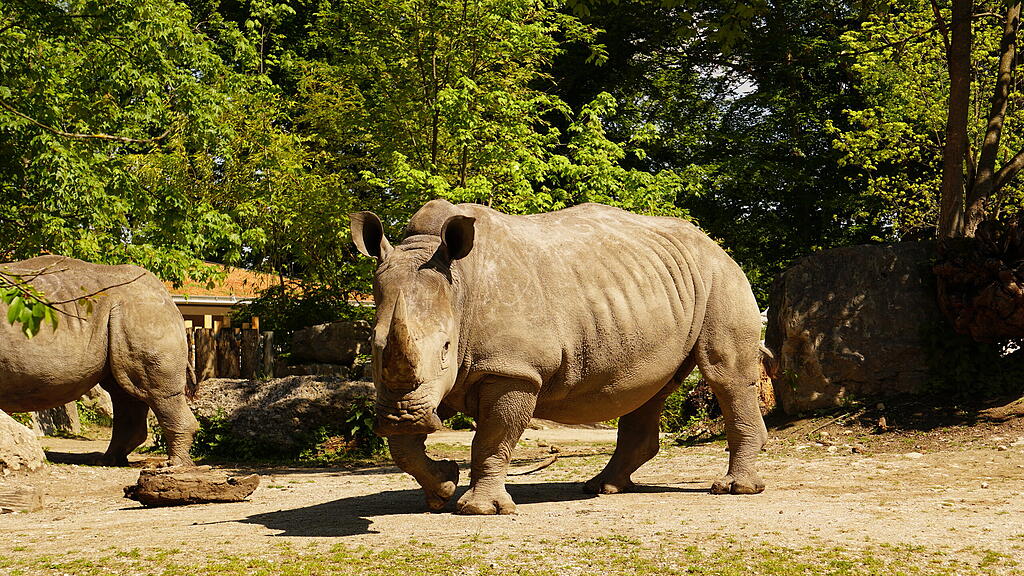 Nashorn, Tamu, Zoo Salzburg