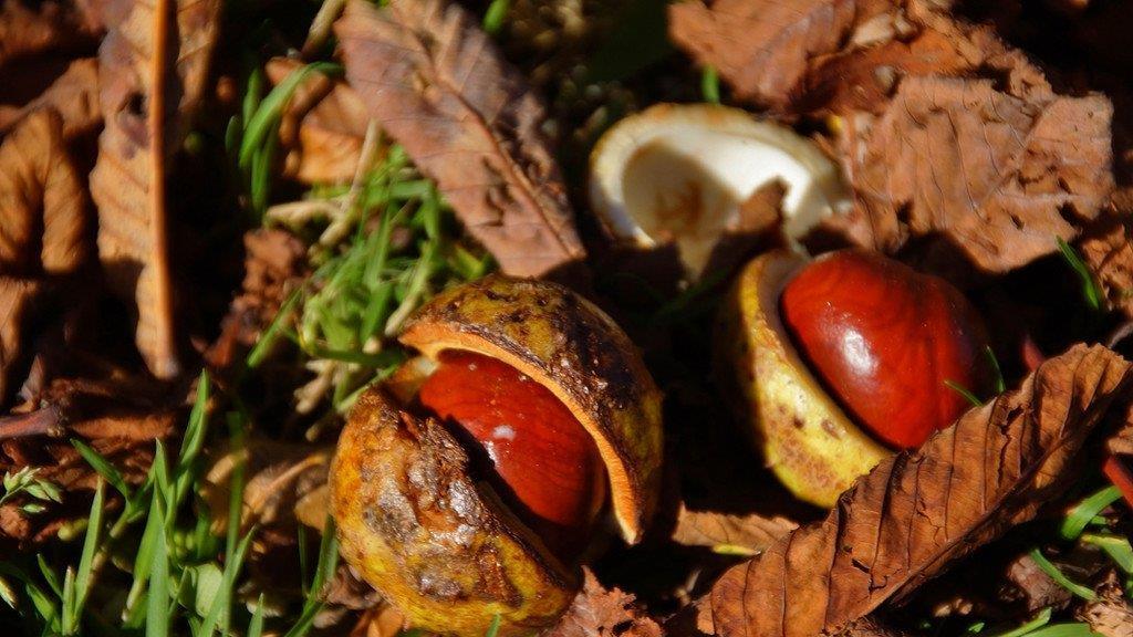 Herbst in Spital am Phyrn