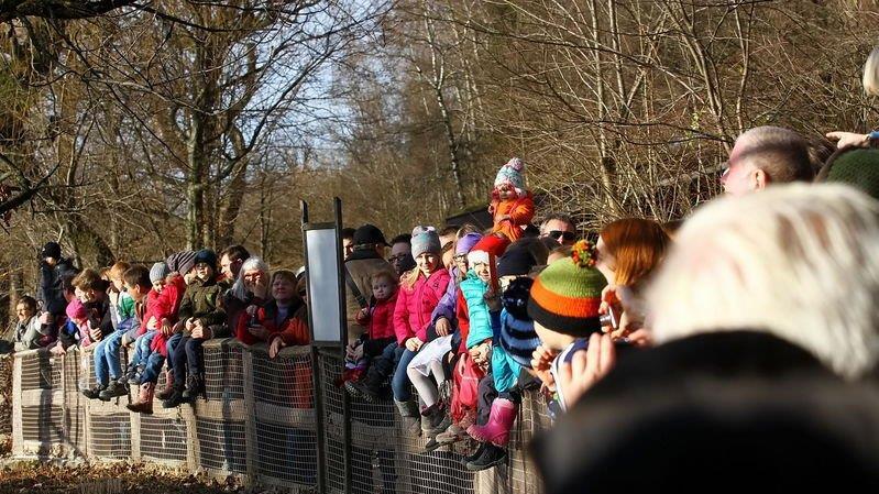 Warten aufs Christkind im Zoo, II