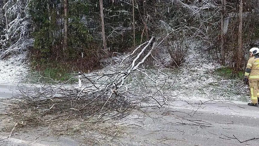 Umgestürzter Baum auf Plainfelder Straße in Thalgau