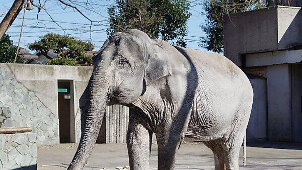 Japans ältester Elefant ist tot