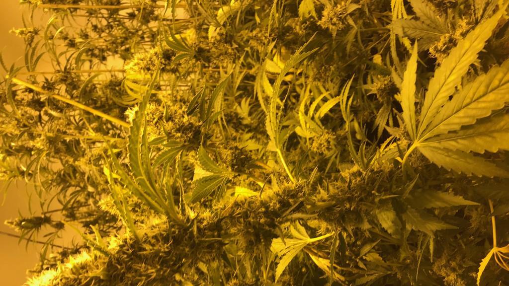 Cannabis-Anlage in Reihenhaus sichergestellt