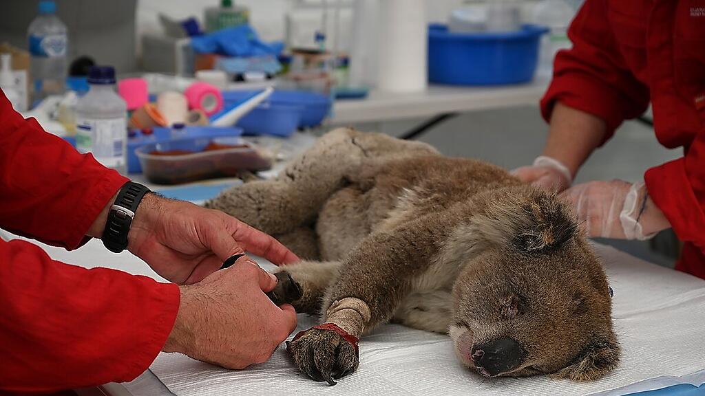 Koalas erlitten zum Teil schwere Verbrennungen
