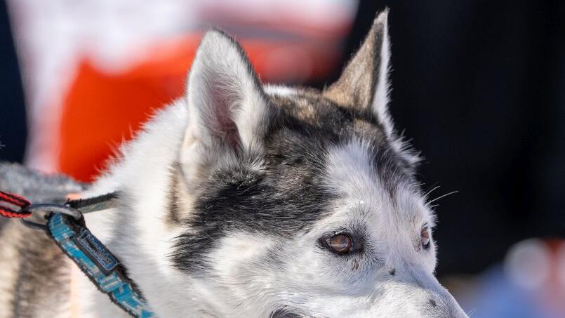 Schlittenhunde-WM in Sportgastein, Samstag