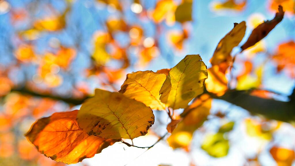 symb_herbst