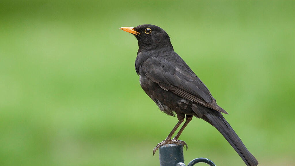 Amsel