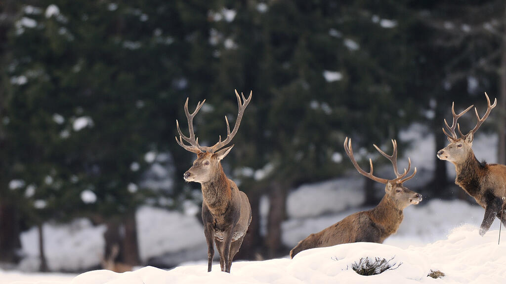 Wild in Salzburg