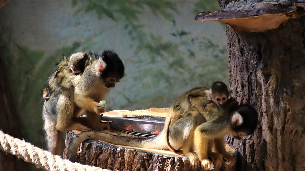 Totenkopfaffen Zoo Salzburg