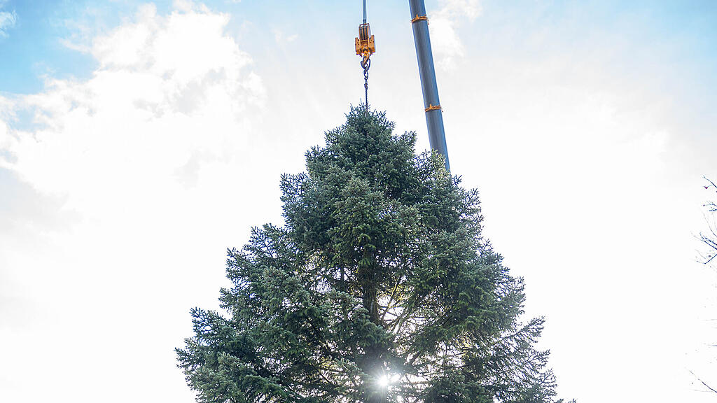 Christbaumernte in St. Jakob am Thurn