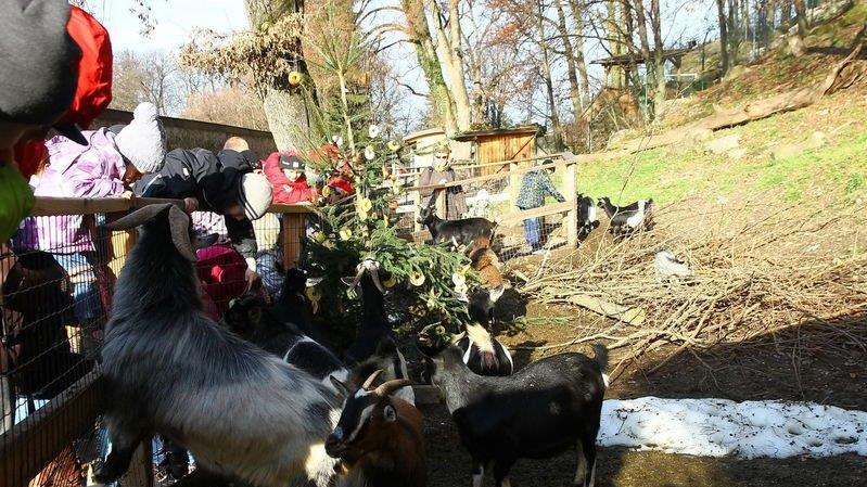 Weihnachten im Zoo