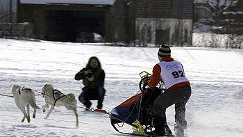 Hundeschlittenrennen in Inzell