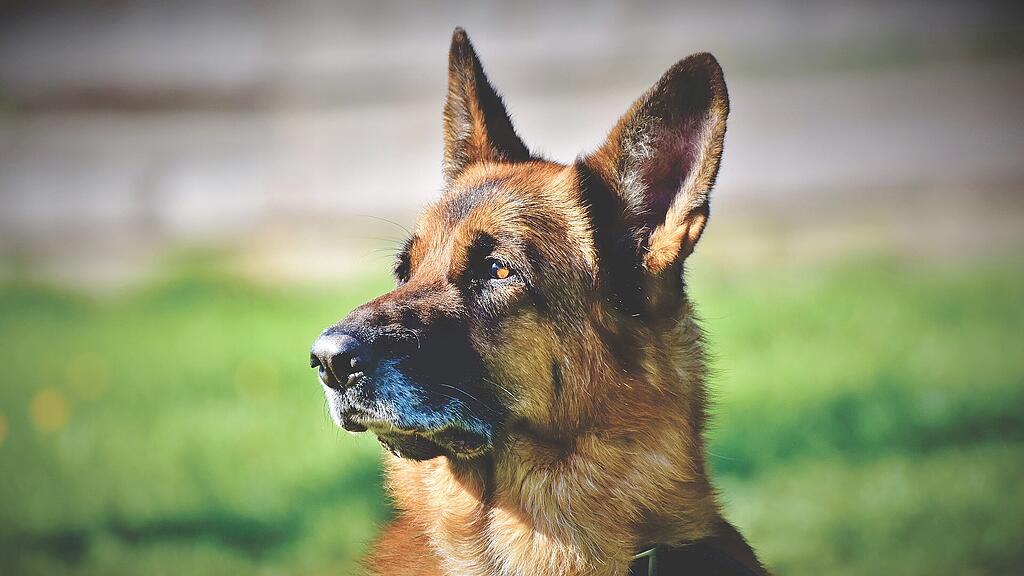 symb_schäferhund