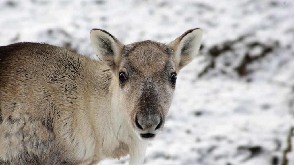 Zootiere Salzburg Winter
